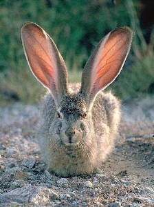 rabbit-ears