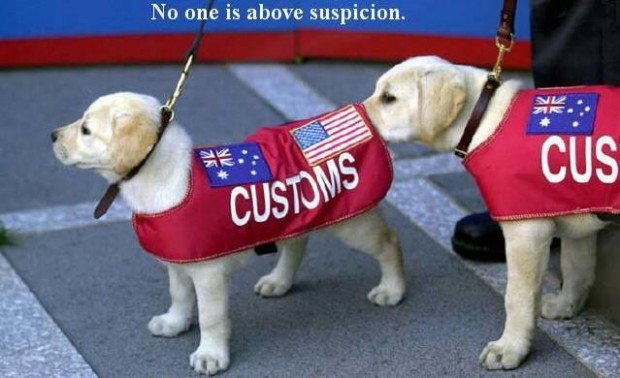 customs-dogs