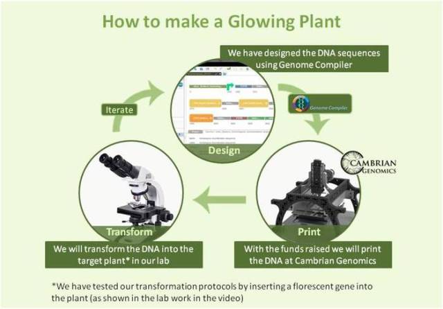 glowing-plant-2