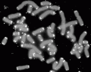 Human Chromosomes capped by telomeres. Photo courtesy of U.S. Department of Energy's Human Genome Program