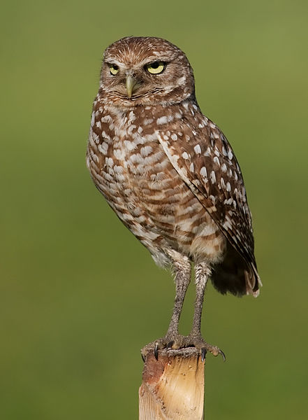 The true culprit behind our housing problems: let us deflect blame to Mountain View's burrowing owl!