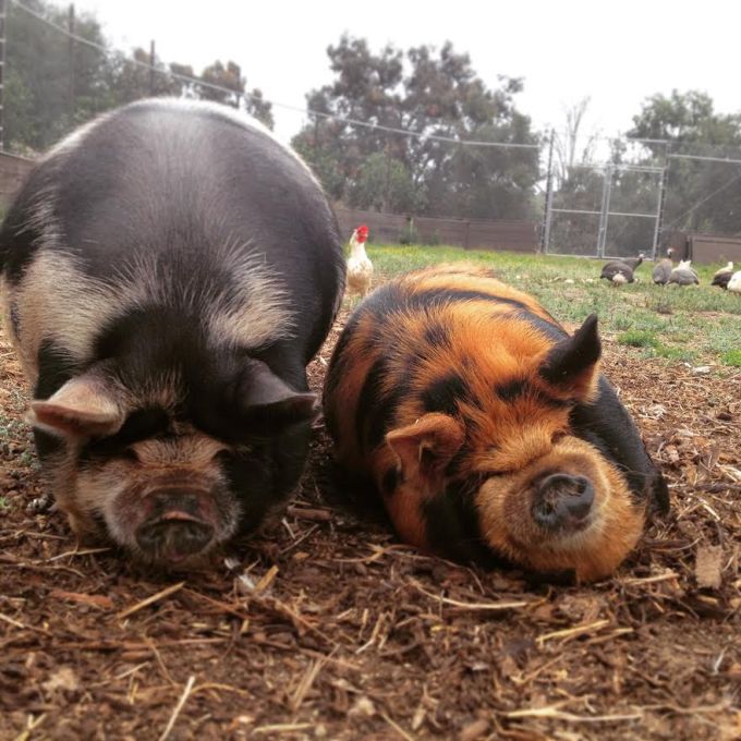 Picture caption: Got Iot? Not Cujo nor Dojo - just two happy pigs (Picture Credit - Anastasia Van Wingerden)