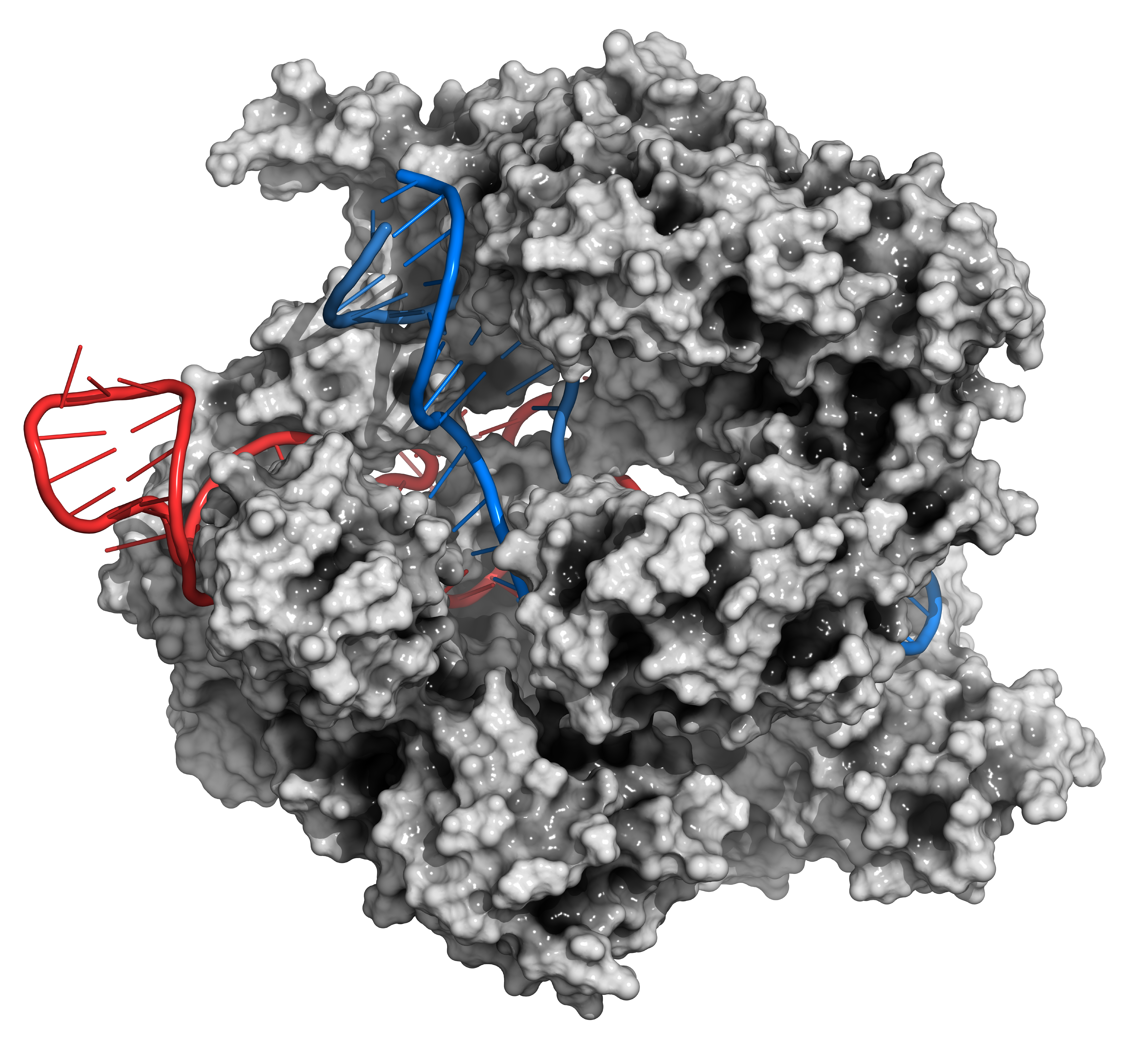 CRISPR-CAS9 gene editing complex from Streptococcus pyogenes. The Cas9 nuclease protein uses a guide RNA sequence to cut DNA at a complementary site. Cas9 protein: white surface model. DNA fragments: blue ladder cartoon. RNA: red ladder cartoon.