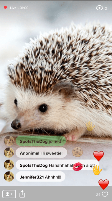 Users of the Waggle mobile app express their love of cute, baby hedgehogs.